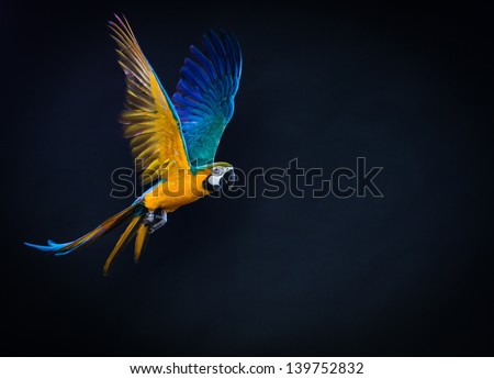 Colourful flying Ara on a dark background