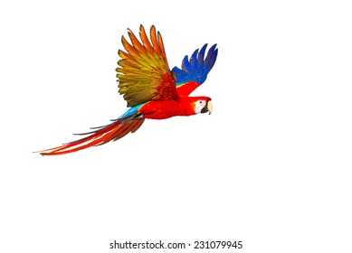 Colourful flying parrot isolated on white 