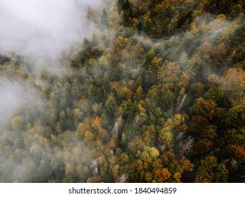 Colourful forest after rain in the autumn - Powered by Shutterstock