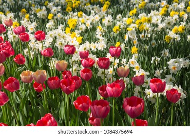 Colourful Fresh Spring Tulips Flowers Nature Landscape Background Natural Light Selective Focus - Shutterstock ID 1084375694