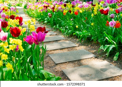 Colourful Fresh Tulips Flowerbeds And Stone Path In An Spring Formal Garden