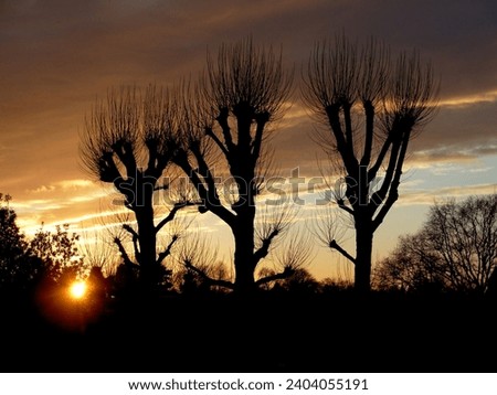 A colourful golden, blue, and purple winter sunset over the neighbourhood of Aspley in Nottingham, UK.  A group of 3 harshly pruned trees in silhouette against the sun.  February 2009.