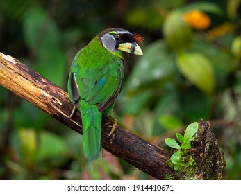 a colourful Green Barbet of Malaysia 