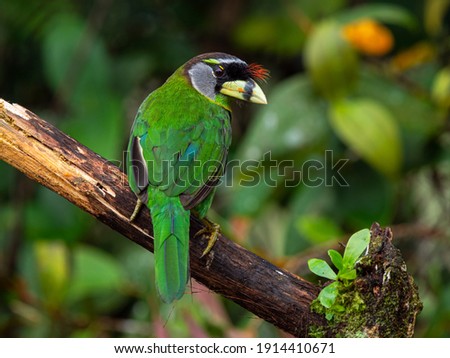 a colourful Green Barbet of Malaysia  商業照片 © 