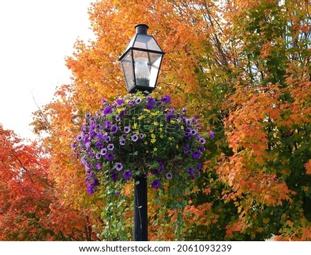 A colourful hanging basket decorates a street lamppost in Bar Harbor, Maine USA against a background of red and yellow Autumn trees.