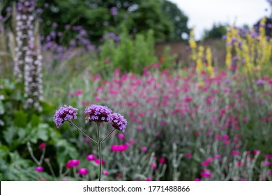 Colourful herbaceous border in the historic walled garden at Eastcote House Gardens, in the Borough of Hillingdon, London, UK