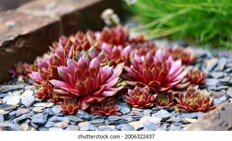 Colourful Houseleeks, Sempervivum Growing In Garden Rockery