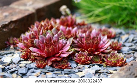 Colourful houseleeks, Sempervivum growing in garden rockery