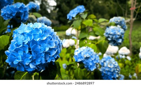 Colourful Hydrangea macrophylla Blossom near house wall. Colorful hydrangeas in garden, close up. Purple blue pink hortensia blooms. Endless summer Hydrangea flowers. High quality photo - Powered by Shutterstock