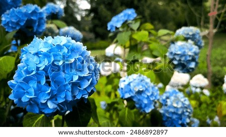 Image, Stock Photo Hydrangea flower in summer