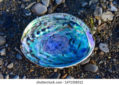 The colourful inside of an abalone shell