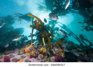 Colourful Kelp Forest Surrounding Cape Town, South Africa