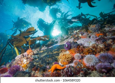 Colourful Kelp Forest Surrounding Cape Town, South Africa