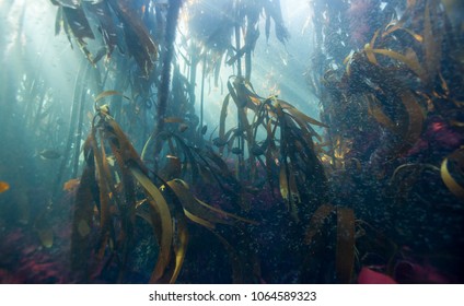 Colourful Kelp Forest Surrounding Cape Town, South Africa