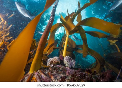 Colourful Kelp Forest Surrounding Cape Town, South Africa