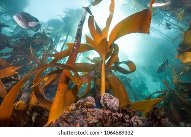 Colourful Kelp Forest Surrounding Cape Town, South Africa