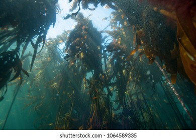 Colourful Kelp Forest Surrounding Cape Town, South Africa