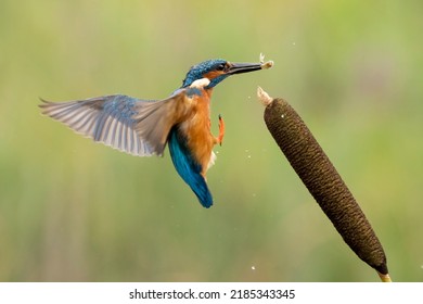 Colourful Kingfisher Flight Dive Fish Flying Diving Bird Uk 