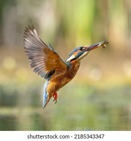 Colourful Kingfisher Flight Dive Fish Flying Diving Bird Uk 