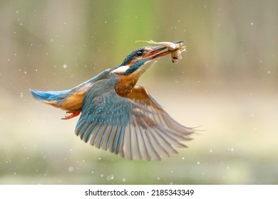 Colourful Kingfisher Flight Dive Fish Flying Diving Bird Uk 