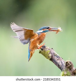 Colourful Kingfisher Flight Dive Fish Flying Diving Bird Uk 