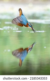 Colourful Kingfisher Flight Dive Fish Flying Diving Bird Uk 