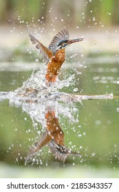 Colourful Kingfisher Flight Dive Fish Flying Diving Bird Uk 