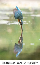 Colourful Kingfisher Flight Dive Fish Flying Diving Bird Uk 