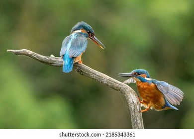 Colourful Kingfisher Flight Dive Fish Flying Diving Bird Uk 