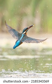 Colourful Kingfisher Flight Dive Fish Flying Diving Bird Uk 