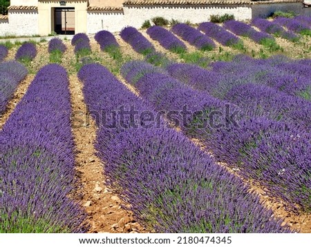 Similar – #A# Lavender Good Art