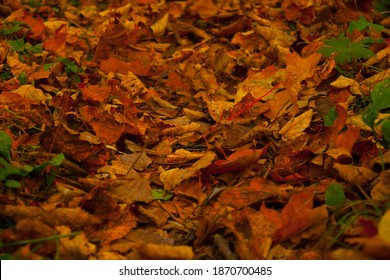 A lot of colourful leafs