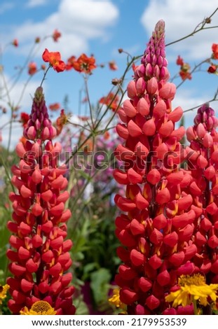 Colourful lupin flowers photographed against a blue sky at the Hampton Court, East Molesey, UK.