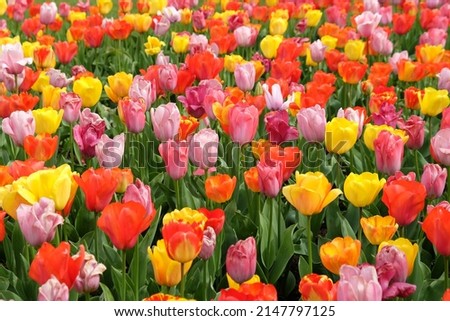 A colourful mix of hybrid triumph tulips in flower. 