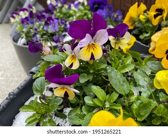 Colourful Mixed Spring Flowers Viola Cornuta In Flower Pot With Snow Close Up, Horned Violet Pansies High Angel View, Floral Spring Wallpaper Background