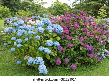 Colourful Mop Head Hydrangeas Woodland Garden Stock Photo 681623014 