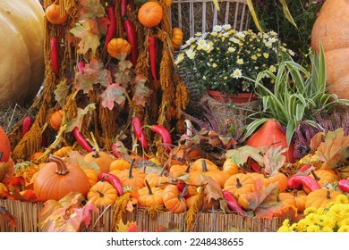 Colourful organic pumpkins and gourds on agricultural fair. Harvesting autumn time concept. Garden fall natural plant. Thanksgiving halloween decor. Festive farm rural background. Vegetarian food. - Shutterstock ID 2248438655
