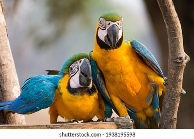 Colourful pair of Blue and Yellow Macaw (Ara ararauna), tropical brazilian birds