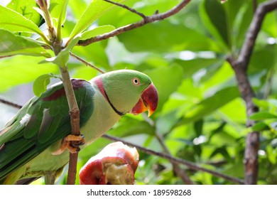Colourful parrot bird - Shutterstock ID 189598268