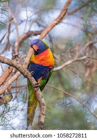 Colourful Parrot Perched In A Tree With Its Head Tilted