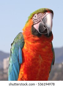 A colourful parrot and
