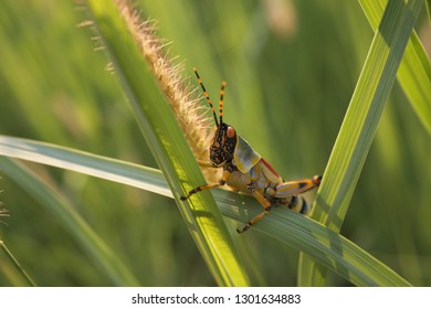 Colourful, Patterned, Green Milkweed Locust, Phymateus Species, South Africa