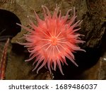 Colourful pink brooding sea anemone (Epiactis prolifera) from shallow marine waters of British Columbia, close-up of the oral disk and mouth