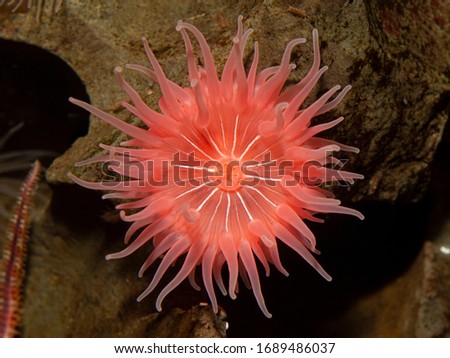 Colourful pink brooding sea anemone (Epiactis prolifera) from shallow marine waters of British Columbia, close-up of the oral disk and mouth