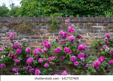 Colourful Pink Roses In Front Of The Brick Wall At Eastcote House Gardens, Historic Walled Garden Maintained By A Community Of Volunteers In The Borough Of Hillingdon, London, UK