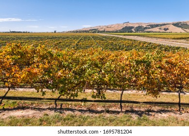 Colourful Pinot Noir Vineyard At Harvest Time In Marlborough Region Of New Zealand