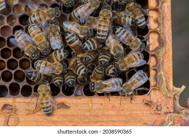 Colourful Pollen From Inside A Honeybee Hive. Bees Currently On The Frames