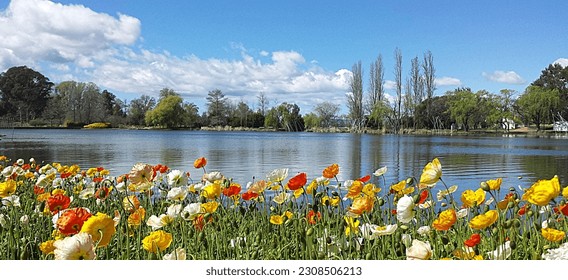 Colourful poppies beside a lake in Canberra, Australia, with trees in the background. The sky is blue, with some clouds. Spring has arrived.