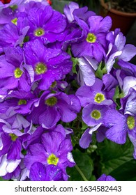 Colourful primulas violets naturally early spring seasonal floral motives horticulture ideal for garden