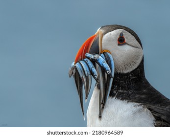 Colourful Puffin On The Farne Islands